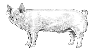 Pig Illustration