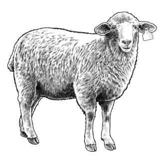 Sheep Illustration