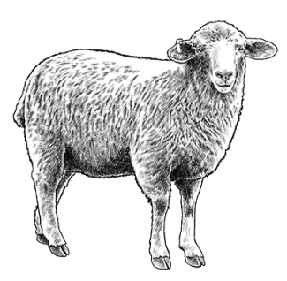 Sheep Tag Illustration AU