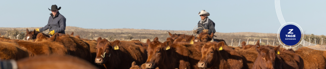 Herdsman riding horses amongst cattle
